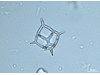 Photo of Dictyocha Fibula - Dictyocha fibula